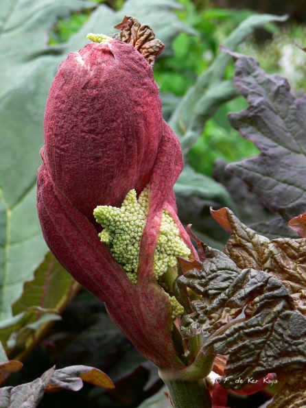 Bois des Moutiers (83) Mai 2012